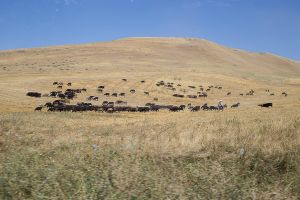 central asia kirghizistan stefano majno cattle.jpg